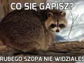 Foto Szop: Historia Kultowego Mema i Najlepsze Przeróbki