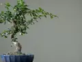 Bonsai nie żyje? Sprawdź oznaki życia i śmierci drzewka