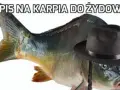 Mem "przepis na karpia": Historia, śmieszne wersje i tradycja