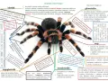 Ćwiczenia tułowia w krzyżówce: Szybkie odpowiedzi i synonimy