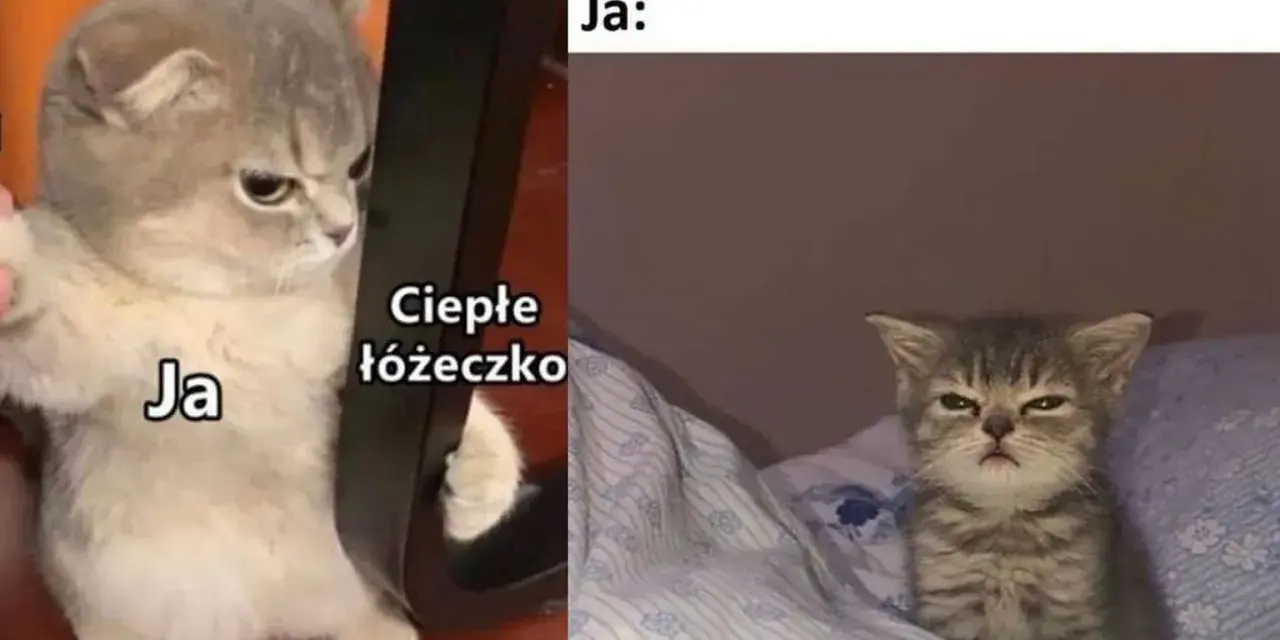 Memy na dzień dobry: gotowa galeria śmiesznych obrazków