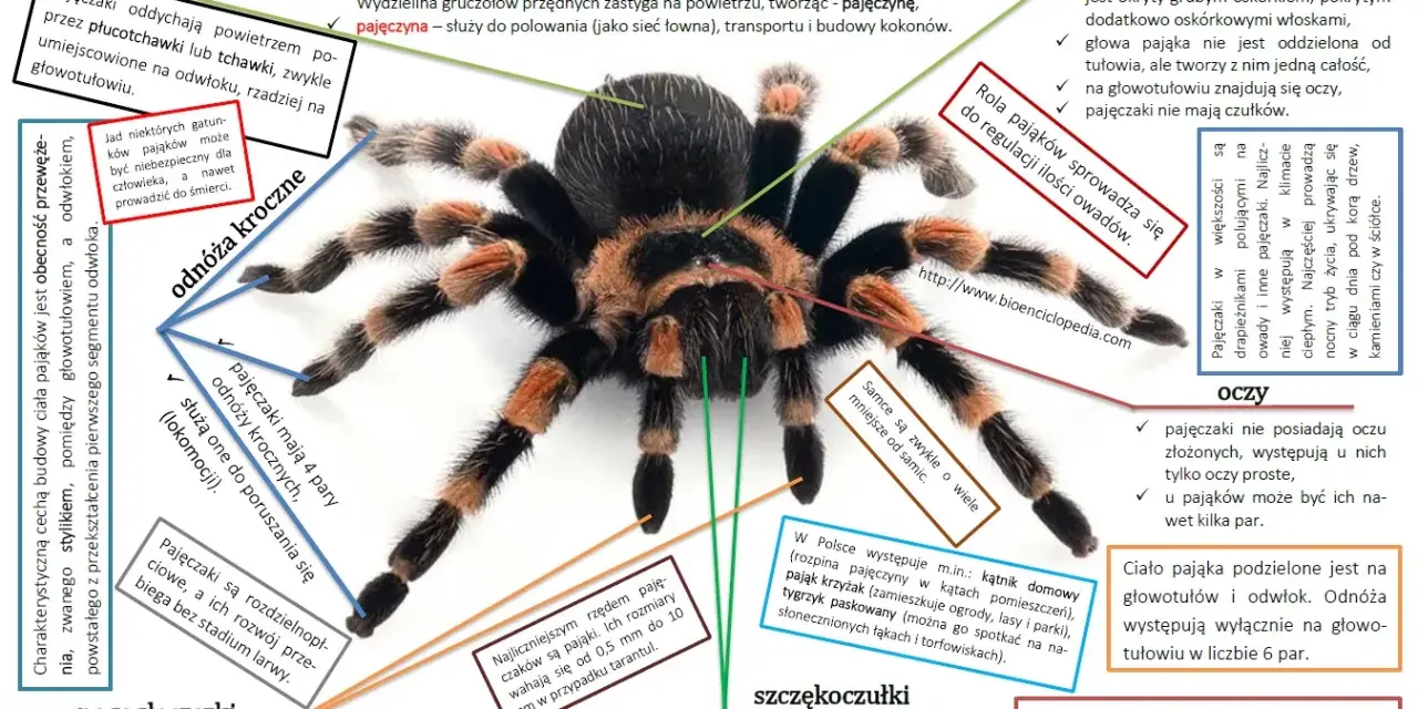 Ćwiczenia tułowia w krzyżówce: Szybkie odpowiedzi i synonimy
