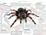 Ćwiczenia tułowia w krzyżówce: Szybkie odpowiedzi i synonimy