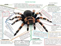 Ćwiczenia tułowia w krzyżówce: Szybkie odpowiedzi i synonimy