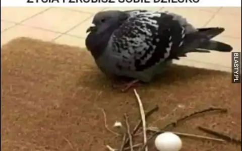 Gniazdo gołębia mem: Geneza, humor i najzabawniejsze przykłady