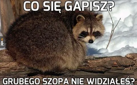 Foto Szop: Historia Kultowego Mema i Najlepsze Przeróbki