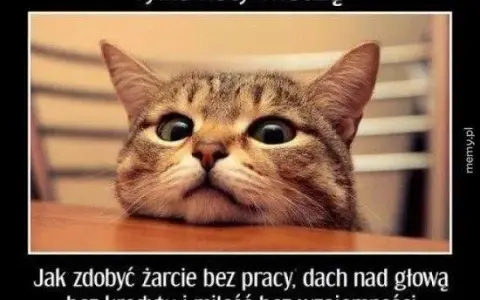 Najlepsze memy z kotami: śmiech gwarantowany! Zobacz klasyki.
