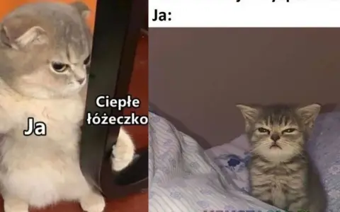 Memy na dzień dobry: gotowa galeria śmiesznych obrazków