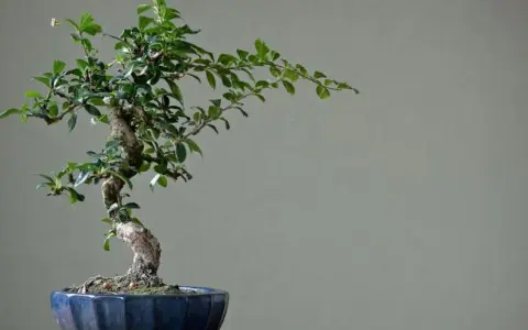 Bonsai nie żyje? Sprawdź oznaki życia i śmierci drzewka