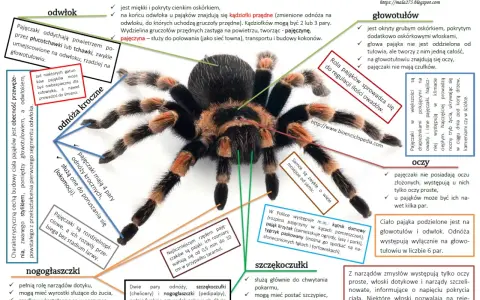 Ćwiczenia tułowia w krzyżówce: Szybkie odpowiedzi i synonimy
