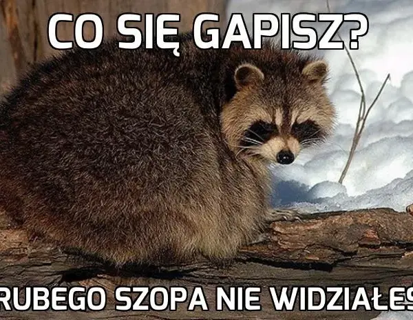 Foto Szop: Historia Kultowego Mema i Najlepsze Przeróbki