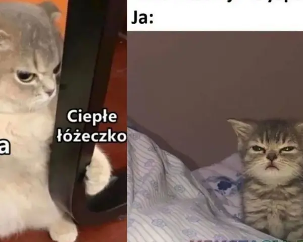 Memy na dzień dobry: gotowa galeria śmiesznych obrazków
