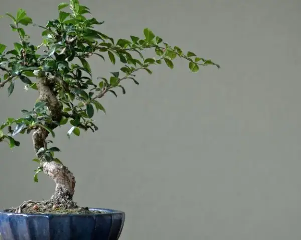 Bonsai nie żyje? Sprawdź oznaki życia i śmierci drzewka