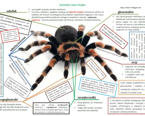 Ćwiczenia tułowia w krzyżówce: Szybkie odpowiedzi i synonimy