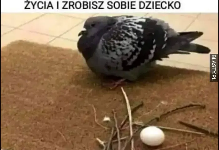 Gniazdo gołębia mem: Geneza, humor i najzabawniejsze przykłady