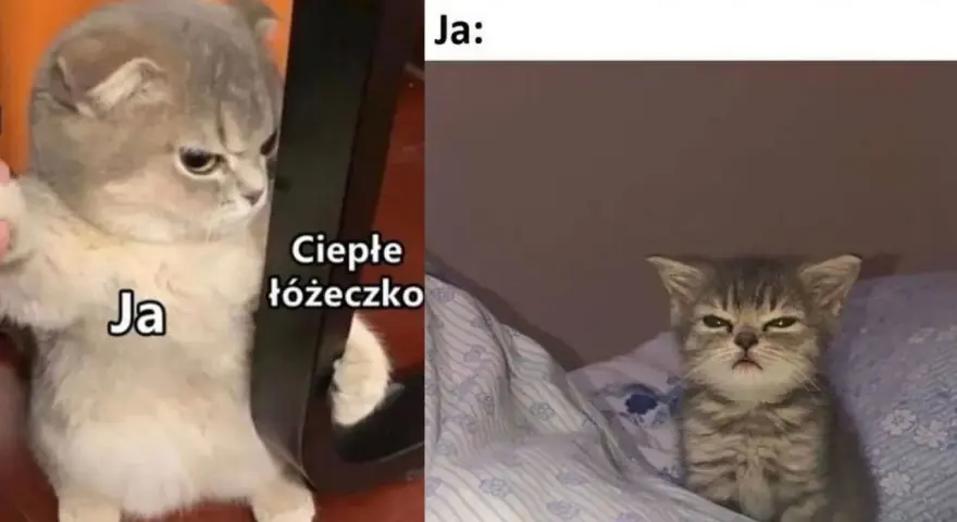 Memy na dzień dobry: gotowa galeria śmiesznych obrazków