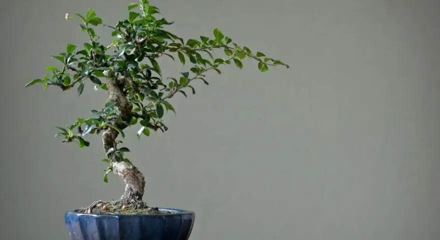 Bonsai nie żyje? Sprawdź oznaki życia i śmierci drzewka