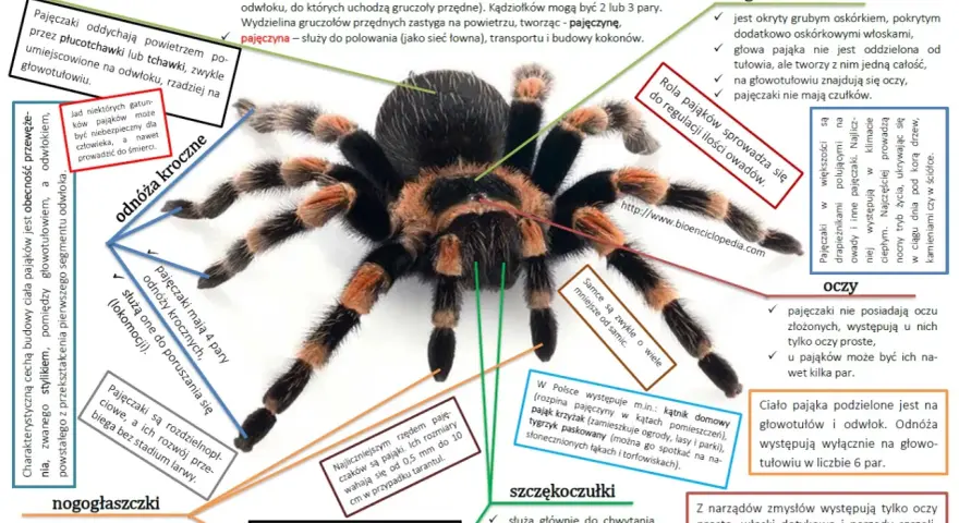 Ćwiczenia tułowia w krzyżówce: Szybkie odpowiedzi i synonimy